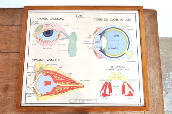 Image 1 of Vintage Wissellijst Anatomie Met 11 Dubbelzijdige Platen 