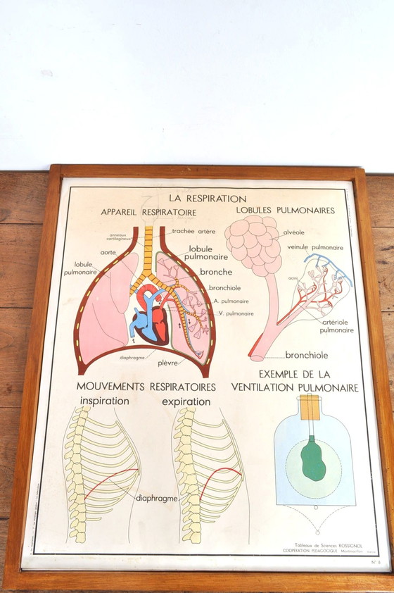 Image 1 of Vintage Wissellijst Anatomie Met 11 Dubbelzijdige Platen 