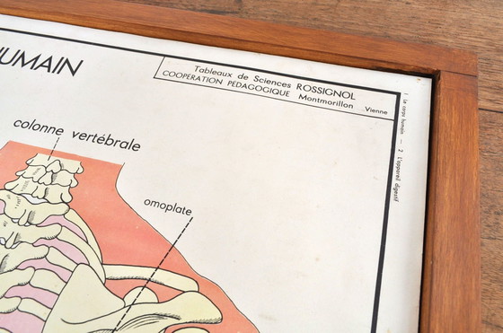 Image 1 of Vintage Wissellijst Anatomie Met 11 Dubbelzijdige Platen 