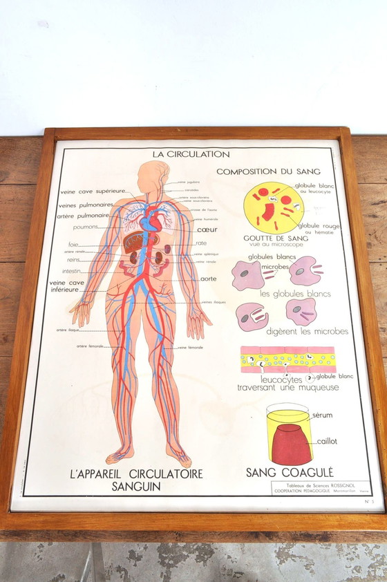 Image 1 of Vintage Wissellijst Anatomie Met 11 Dubbelzijdige Platen 