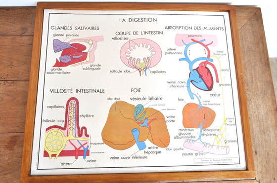 Image 1 of Vintage Wissellijst Anatomie Met 11 Dubbelzijdige Platen 