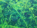 Jürgen Angeler - Groene fluorescentiebuizen