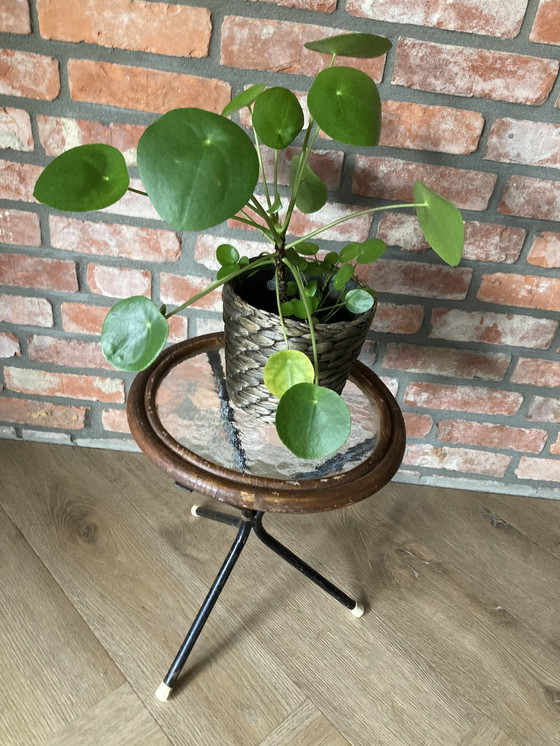 Image 1 of Vintage Plantentafeltje Jaren 60