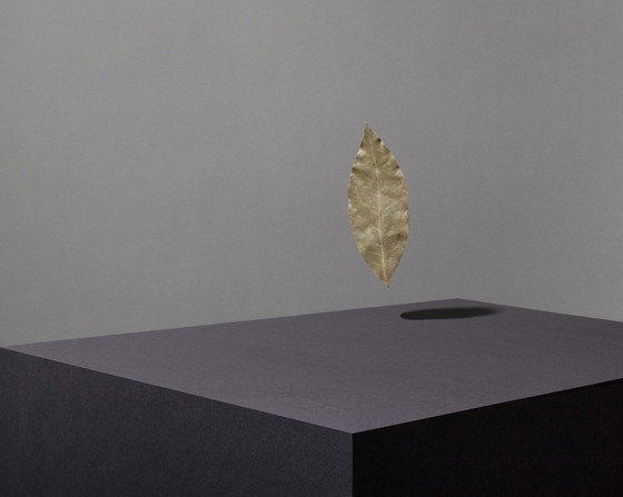 Image 1 of Jeroen Luijt - Bay Leaf