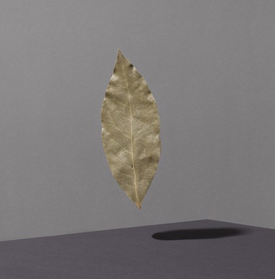 Image 1 of Jeroen Luijt - Bay Leaf