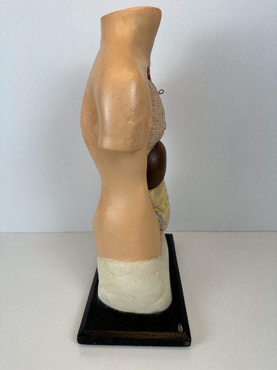 Image 1 of Antiek Anatomisch Model (Small) - Plaaster En Papier Maché