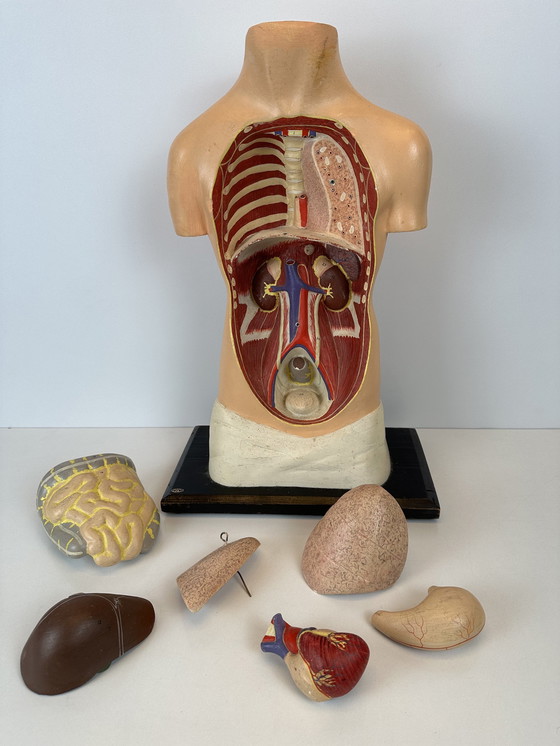 Image 1 of Antiek Anatomisch Model (Small) - Plaaster En Papier Maché