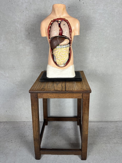 Antiek Anatomisch Model (Small) - Plaaster En Papier Maché