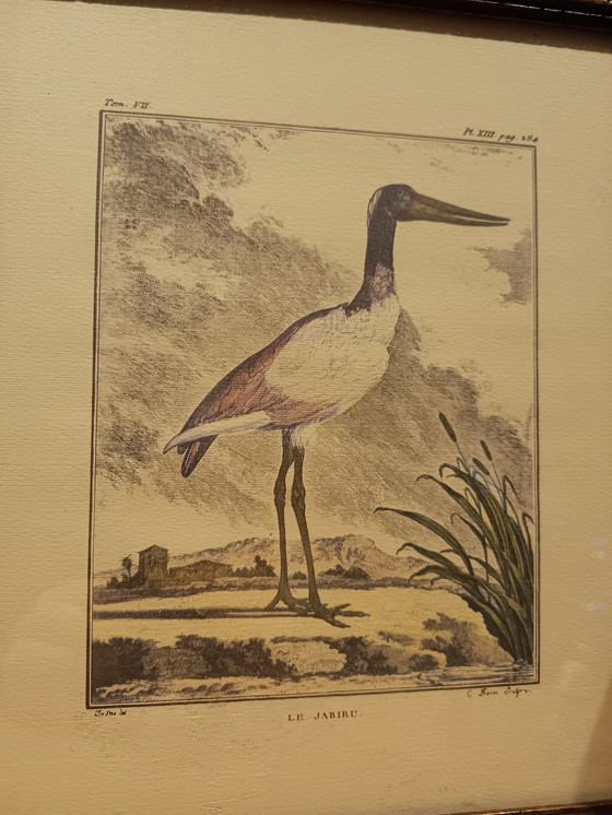 Image 1 of Le Jaribu - Natuurlijke historie