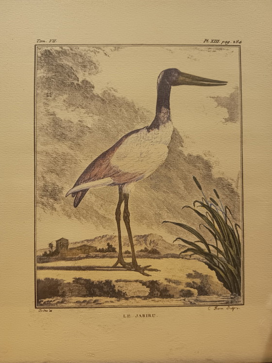 Image 1 of Le Jaribu - Natuurlijke historie