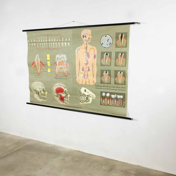 Image 1 of Vintage educatieve poster over tanden door Jung-Koch Quentell, 1960
