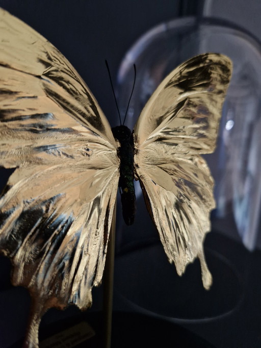 Echte Papilio Vlinder Verguld In 23Ct Goud Onder Glazen Dome