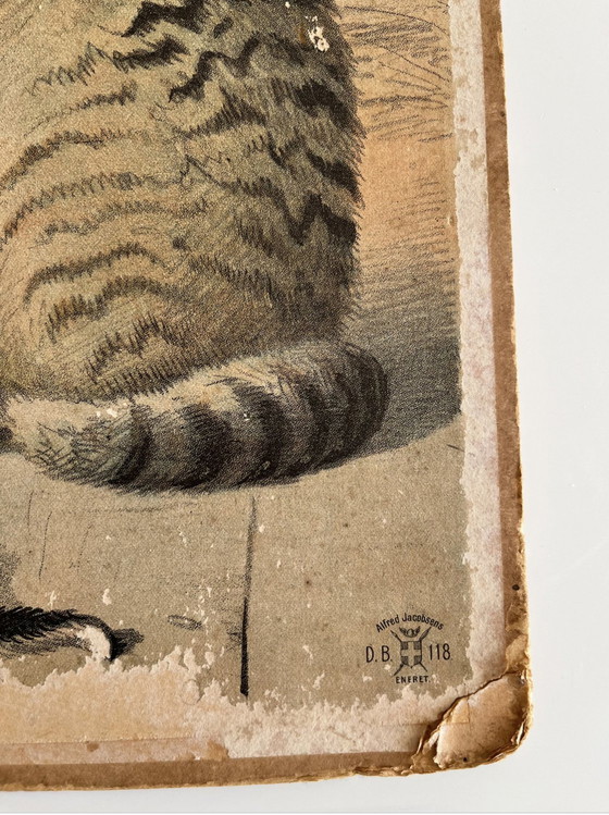 Image 1 of Antik Schoolkaart Illustratie, Karton, Dubbelzijdig, Kat/Kitten En Hond/Puppy, Litho, Boerderij, Shabby Chic