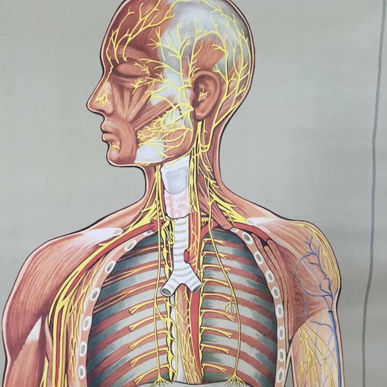 Image 1 of Vintage educatieve poster over het zenuwstelsel door Jung-Koch Quentell, 1960