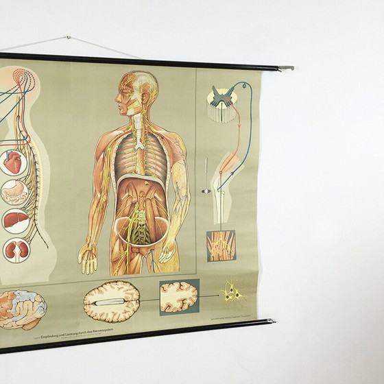 Image 1 of Vintage educatieve poster over het zenuwstelsel door Jung-Koch Quentell, 1960