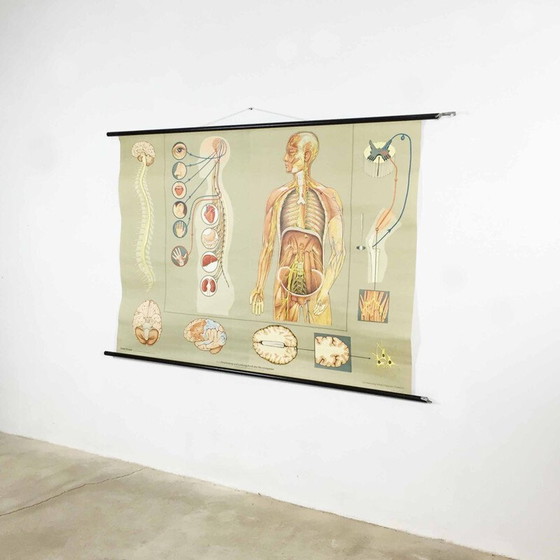 Image 1 of Vintage educatieve poster over het zenuwstelsel door Jung-Koch Quentell, 1960