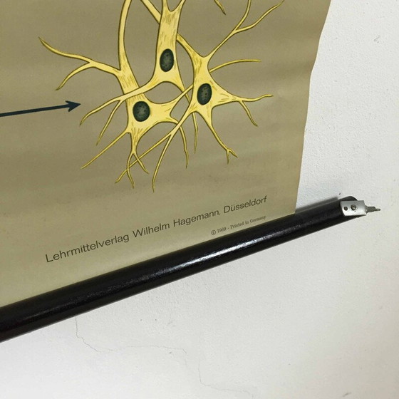 Image 1 of Vintage educatieve poster over het zenuwstelsel door Jung-Koch Quentell, 1960