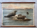 Vintage linnen schoolkaart ‘zeehonden’