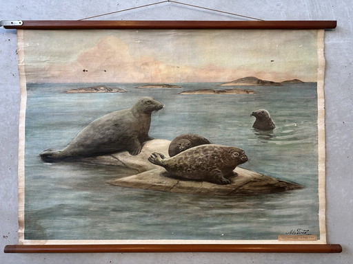 Vintage linnen schoolkaart ‘zeehonden’