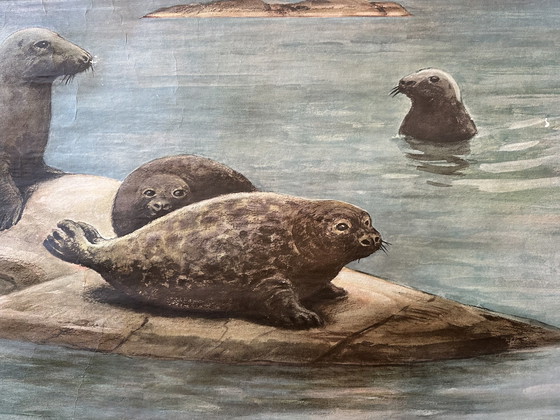 Image 1 of Vintage linnen schoolkaart ‘zeehonden’