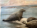 Vintage linnen schoolkaart ‘zeehonden’
