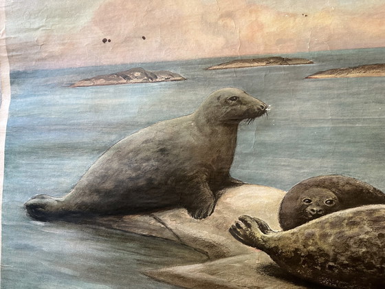 Image 1 of Vintage linnen schoolkaart ‘zeehonden’