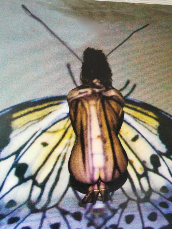 Image 1 of Johan van Dreven - Butterfly