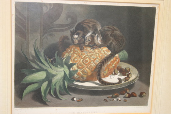 Image 1 of Prachtige print van Sir Edwin Landseer mooie wanddecoratie