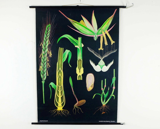 Image 1 of vintage schoolkaart rogge botanische poster jaren 1960