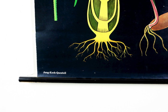 Image 1 of vintage schoolkaart rogge botanische poster jaren 1960