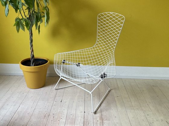 Image 1 of Knoll Harry Bertoia Bird Chair