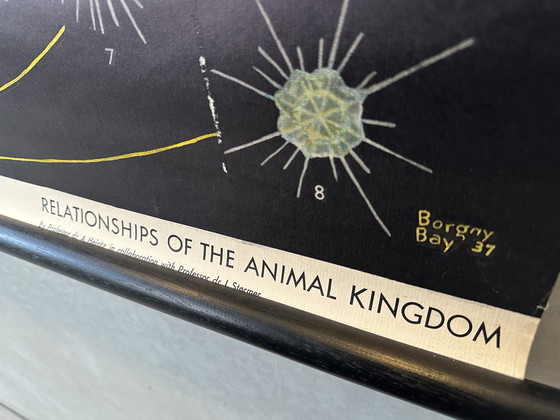 Image 1 of Vintage Relationships of the animal kingdom poster
