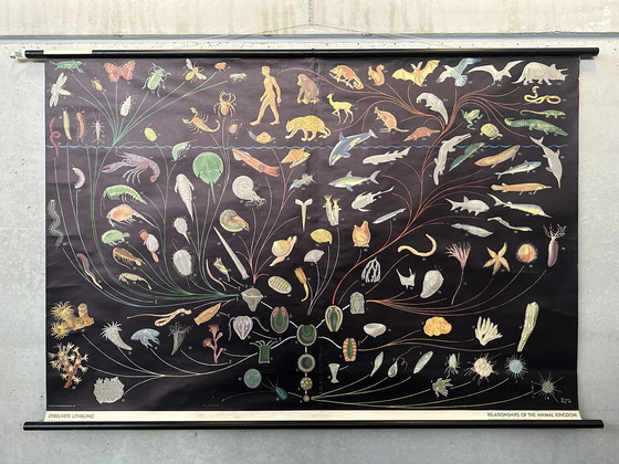 Image 1 of Vintage Relationships of the animal kingdom poster