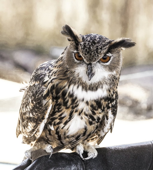 Carol.M.Highsmith -----The Snowy Owl