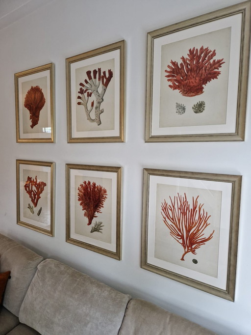 6x Eichholtz Print Ec258 Corals