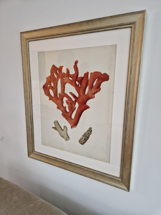 Image 1 of 6x Eichholtz Print Ec258 Corals