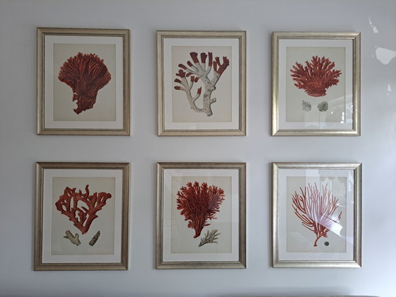 Image 1 of 6x Eichholtz Print Ec258 Corals