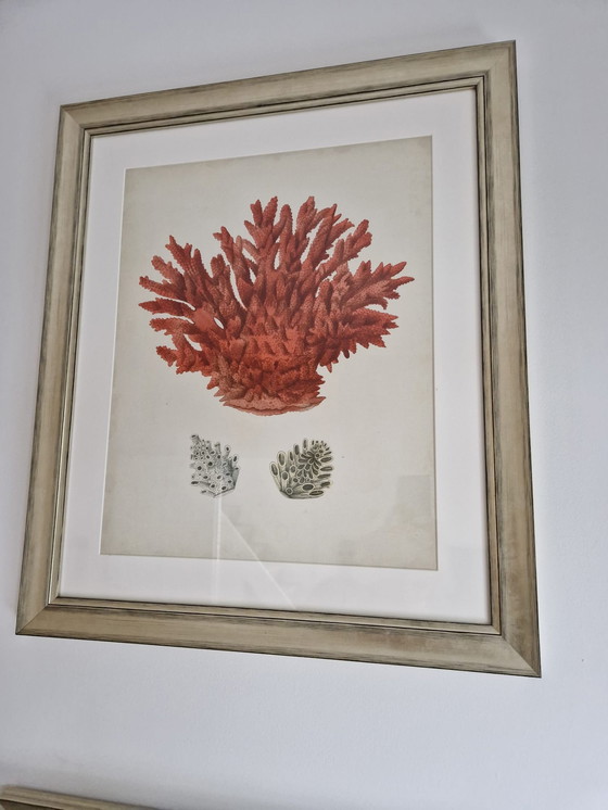 Image 1 of 6x Eichholtz Print Ec258 Corals