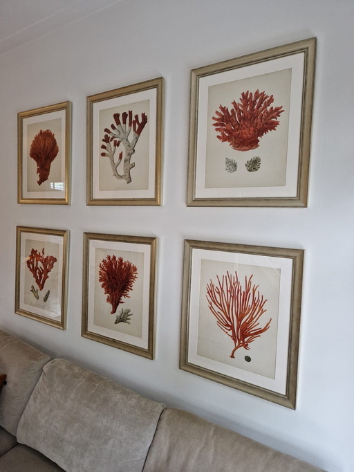 6x Eichholtz Print Ec258 Corals