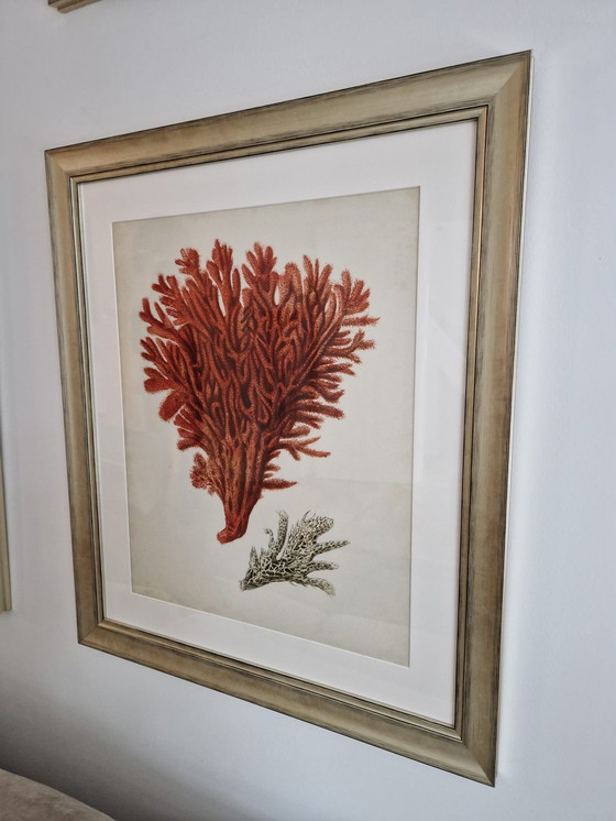 Image 1 of 6x Eichholtz Print Ec258 Corals