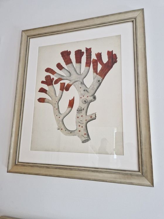 Image 1 of 6x Eichholtz Print Ec258 Corals