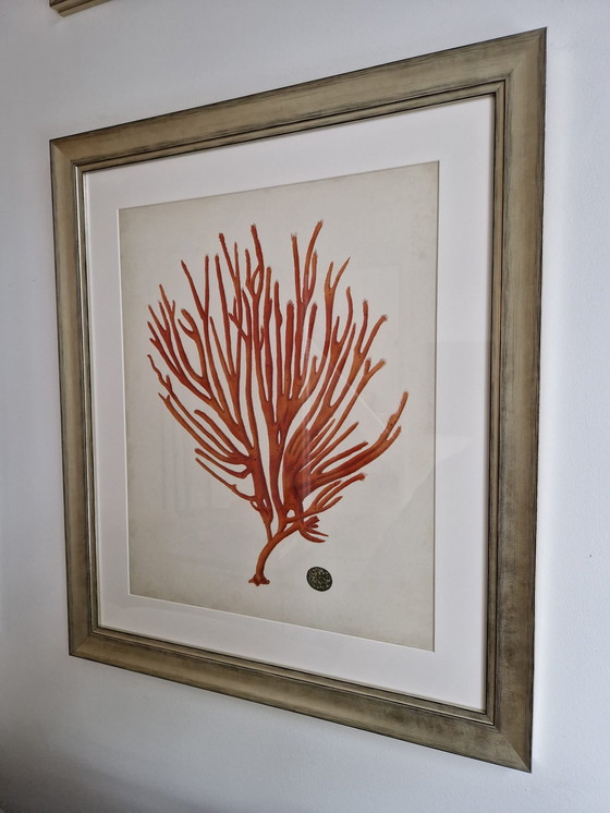 Image 1 of 6x Eichholtz Print Ec258 Corals