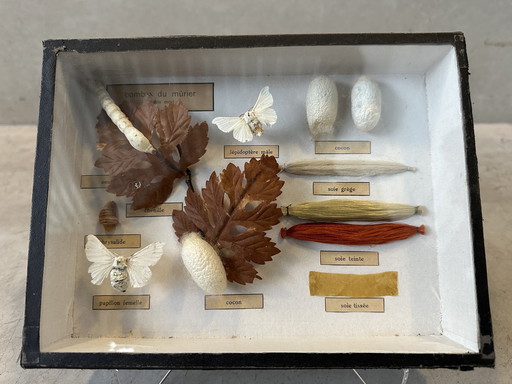 4x didactic display cases - entomology - butterflies