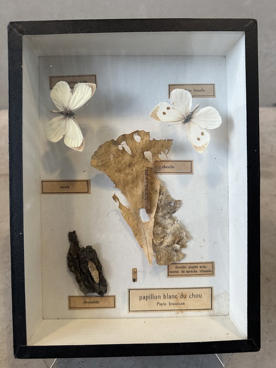 Image 1 of 4x didactic display cases - entomology - butterflies