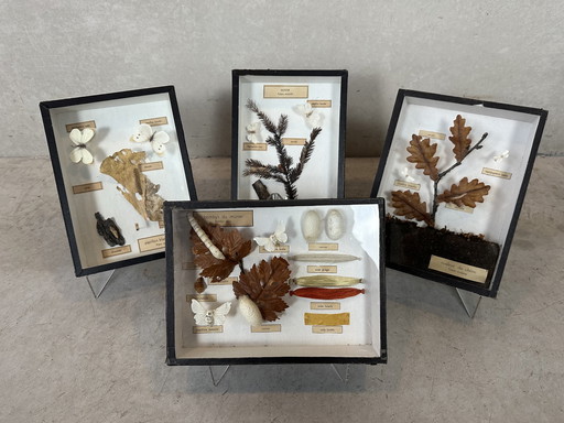 4x didactic display cases - entomology - butterflies