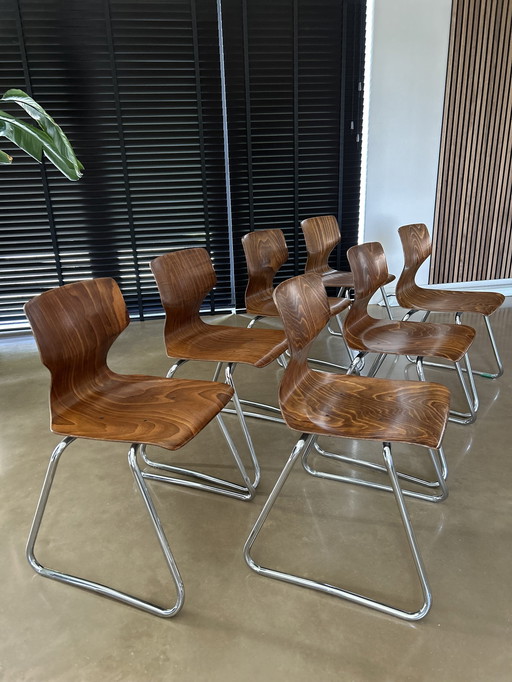 7x Adam Stegner Pagholz Flötotto Chairs Flamed Wood