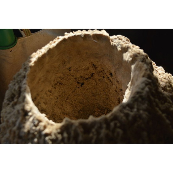 Image 1 of Spugna di mare vintage su base in legno annerito