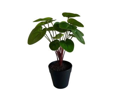 Piilea Peperomioides In Pot | Artificial Plant