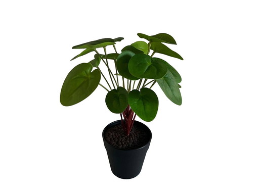 Piilea Peperomioides In Pot | Artificial Plant