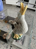 Brocca Morris Duck Bianca Bordallo Pinheiro